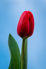 one red tulip