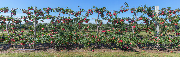 Fototapeta na wymiar Panorama of apples on the vine, Long Iland, NY
