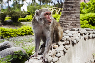 the monkey sits on a rock.