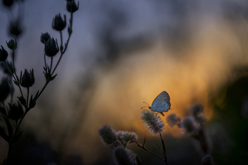 Butterfly at Dusk