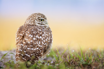 A Florida Burrowing Owl sits on the ground in soft morning light with a smooth yellow and blue gradient background.