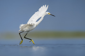 A white Snowy Egret dances across the surface of the water showing off its yellow feet on a bright sunny day.
