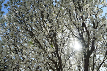 View of flowering pear tree in the suburbs of Dallas, Texas during spring