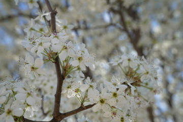 View of flowering pear tree in the suburbs of Dallas, Texas during spring