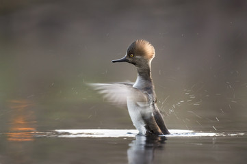 A juvenile male Hooded Merganser flaps its wings quickly as they blur and water drops fly everywhere in the soft morning light on a pond.