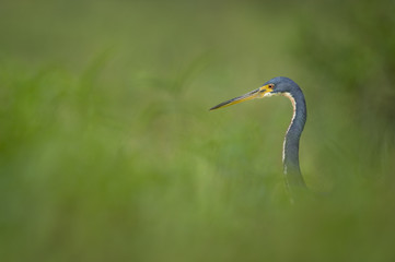 A Tri-colored Heron walks through a field of tall bright green grasses searching for food in soft overcast light.