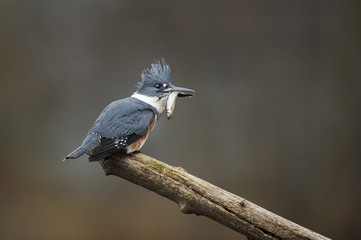 A female Belted Kingfisher perches on a log with a freshly caught fish in her beak in soft overcast...