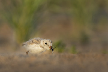 A cute Piping Plover chick has captured a big fly for breakfast while standing on a sandy beach in the morning sun.