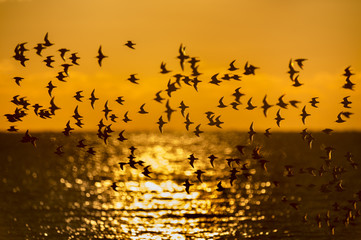 A flock of Dunlin fly over the ocean as the sun rises behind them with its reflection on the water and a bright orange sky.