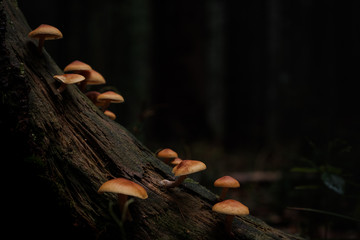 Pilze wachsen durch die Rinde eines Baumstumpfes im Wald der sächsischen Schweiz - obrazy, fototapety, plakaty