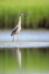 A young Yellow-crowned Night Heron stands in the shallow water with soft green marsh grasses in the background and reflected in the calm water.