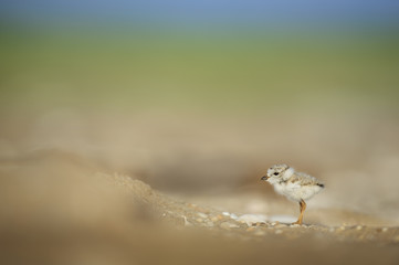 A tiny and cute Piping Plover chick stands on a sandy and pebbly beach in the morning sun with a smooth colorful background. © rayhennessy