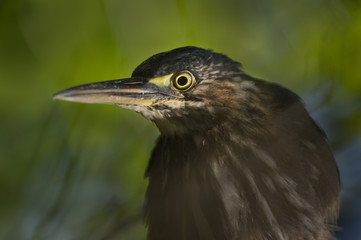 A Green Heron portrait with a spotlight of sun from underneath with a green background.