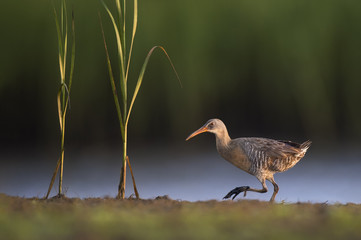 A Clapper Rail walks along a bit of land with marsh grasses growing next to it in the morning sunlight.