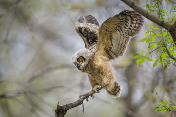 A Great Horned Owlet flaps its new wings trying to learn how to fly.
