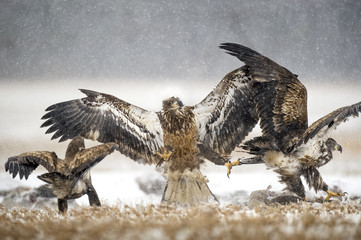 A group of juvenile Bald Eagles fight over a carcass in the light snowfall on a farm.