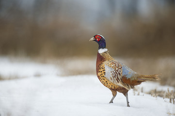 A Ring-necked Pheasant stands in shallow snow in an open field showing off its brilliant colors in soft overcast light.