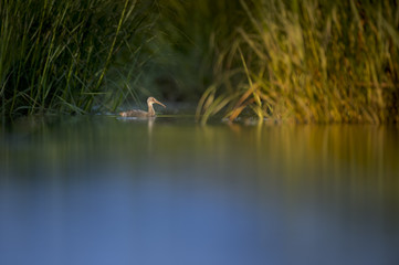 A Clapper Rail swims in the shallow water of the salt water marsh with the early morning sun starting to shine on the grasses