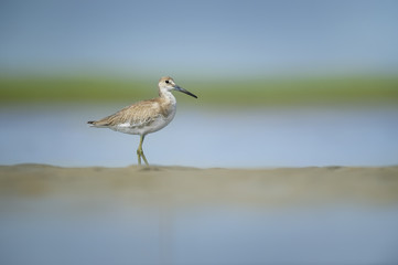 A Willet stands on a small sand bar in the water on a bright sunny summer day with a smooth green and blue background.