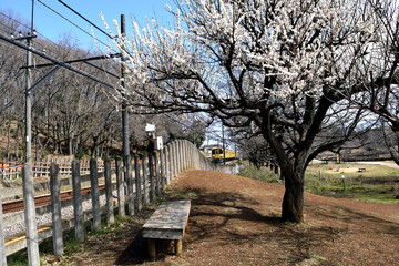 北山公園 梅の花と西武線