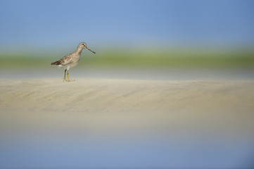A Short-billed Dowitcher stands on a sand bar in the water with a smooth green and blue background in the bright sun.