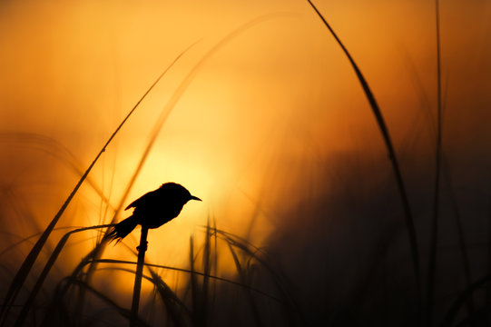A Marsh Wren perches on top of some grasses as it is silhouetted against the bright yellow and orange sunrise sky.