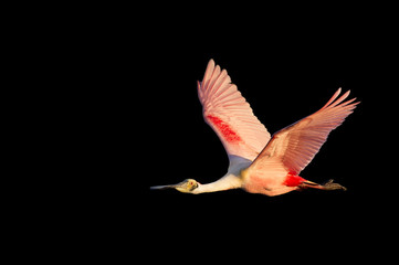 An adult Roseate Spoonbill flies in front of a solid black background in early morning sun with its bright pink colors standing out.