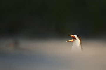 A Black Skimmer peeks its head obove the sand dune while calling out in the morning sun.