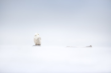 A Snow Owl perched on a dead tree near the ground on a snowing overcast day with all white surrounding the bird.