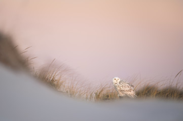 A Snow Owl perched in the sand dunes of a beach looks out to the rising sun with pastel orange and pink sky in the background.