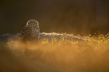A Florida Burrowing Owl stands near its burrow as it glows in the early morning sun in an open field.