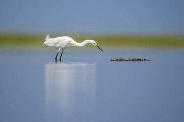 A Snowy Egret stalks a clump of floating seaweed on a bright sunny day with a smooth blue foreground and background.