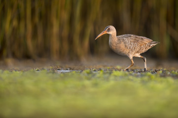 The elusive Clapper Rail walks along in the open in a muddy marsh with a green marsh grass background and bright green foreground.