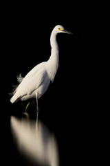 A Snowy Egret wades in shallow water in bright sun with a solid black background.