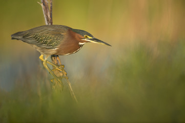 A Green Heron perched on a branch while hunting for fish in the early morning sun with a smooth green background.