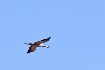 Obraz premium Crane flying