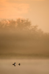 A pair of Hooded Mergansers float on a calm pond in the early morning light fog as the sun rises.