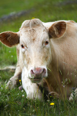 Cow head detail on the green grass background in Ireland