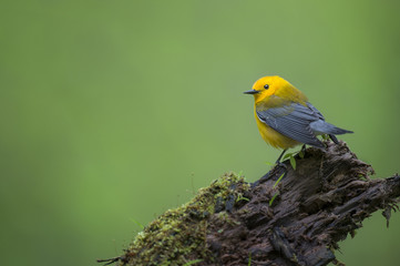 A bright yellow Prothonotary Warbler perches on a moss covered log deep in a swampy forest in soft overcast light.
