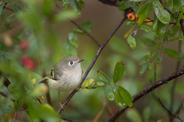 A Ruby-crowned Kinglet perched in bright green leaves after a rain.