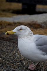 Seagull