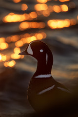 A male Harlequin Duck stands tall with the water sparkling behind it from the sunrise.