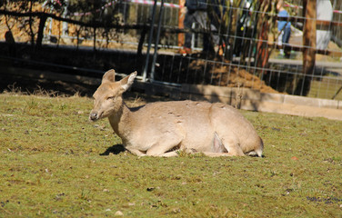 axis deer female having rest in the outdoor enclosure
