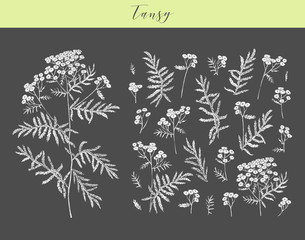 Vector tansy herb.