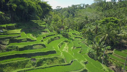 Fototapeta na wymiar AERIAL: Staircase-like rice terraces descending from lush tropical rainforest.