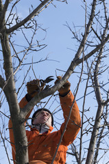 Young man pruning apple tree in the orchard in winter, focus on left hand and tree; Preparing the...