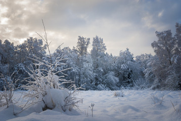 Winter wonderland / Nethybridge woodland covered in heavy snow at christmas. December 2009