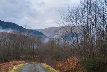 Fototapeta na wymiar Strathyre Trail / A snow free winter image of a trail through a Scottish Highland forest. 24 December 2008