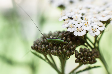 Grasshopper in grass