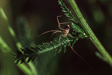 spider on a green branch